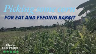 farm life  pick some corn [upl. by Jesselyn870]