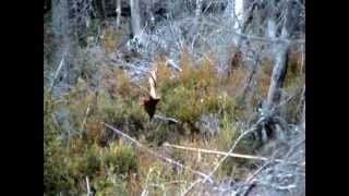 58quot ANTLERS spread How to haul out a big moose from a swamp part 1 [upl. by Annekim]