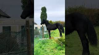 Neighborhood Gossip Among Horse Friends 🐴😄shorts shortsvideo [upl. by Natanoy]