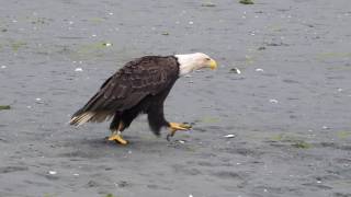 Walking Bald Eagle in Auke Bay Juneau [upl. by Tibbetts830]