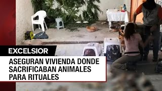 Rescatan varias especies de animales en casa de santeros en Naucalpan [upl. by Ruddie]