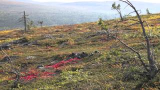 Saariselkä  Kiilopää [upl. by Elatan]