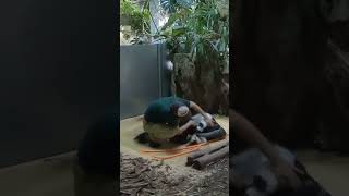 A Mans Best Friend  Anteater Edition anteater bestfriendsforever unusualpets [upl. by Nnyltiac426]