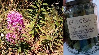 EPILOBIO proprieta e tisane  Piante medicinali e rimedi naturali [upl. by Carola831]