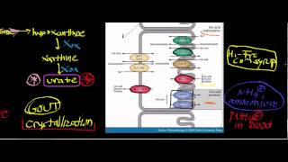 Biochemistry  Urate Oxidase and Urate Part 23  Physiology Gout amp Kidney Stones [upl. by Eirrahs]