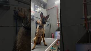 Part 4 Baffy is ready now baffy germanshepherd haircut doglover trending viral pets love [upl. by Ainollopa]