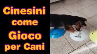 I Cinesini come Gioco per Cani  Addestramento Cani [upl. by Ramat119]