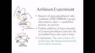 Anfinsen experiment [upl. by Siloum]