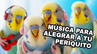 Periquitos Bailando Música Alegre para tus Mascotas [upl. by Enohpesrep]