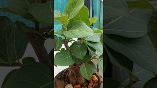 Bonsai Plant in our Terrace Garden shorts [upl. by Geraint]