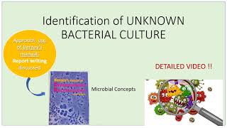 Identification of unknown Bacterial culture  Detailed video with Approach amp use of Bergeys manual [upl. by Karlik70]