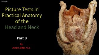 Picture tests in head and neck anatomy 8 [upl. by Normalie]