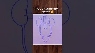 CCC  Excretory system 👍 biology bio science excretorysystem diagram art shorts [upl. by Foss]