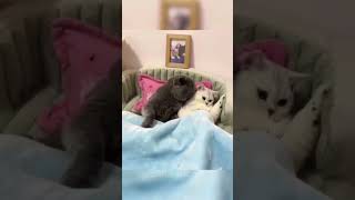 Funny Cats Moment Eps 119😹 cat cute pets funny shortcat shorts [upl. by Ykcub]