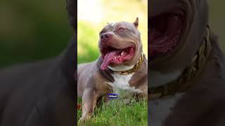 Caucasian Shepherd vs Pitbull The Ultimate Showdown 🐾💥 shorts pitbull facts [upl. by Rolfston319]