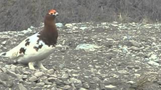 Ptarmigan Call [upl. by Shirley]