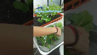 Grafting of grape 🍇 plant in Agroshtil Nursery FarmIsrael 🇮🇱 by Nepali 🇳🇵 and Thailand 🇹🇭 people [upl. by Efioa160]