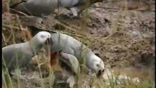 Where the Wild Greys Are  Grey Parrot Conservation Part 3 [upl. by Strauss126]