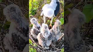 WhiteTailed Kite  kite Family [upl. by Kcirtap764]