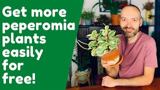 Propagate Peperomia Obtusifolia EASILY [upl. by Ainesy]