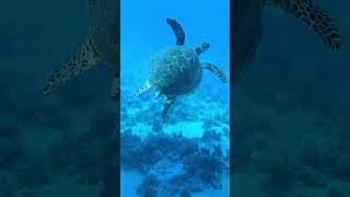 Cleopatra Luxury Resort Makadi Bay Snorkeling Part II [upl. by Matlick962]