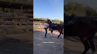 Dica do dia mangalargamarchador cavalo horse rancho fazenda roça tradição [upl. by Durer]