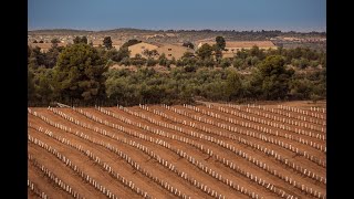 The new Arbequina olive groves [upl. by Iclek929]