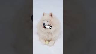 Shocking Samoyed Secrets Exposed [upl. by Epner339]