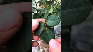 Propagate rose plants from leaves ✅ [upl. by Kerr]