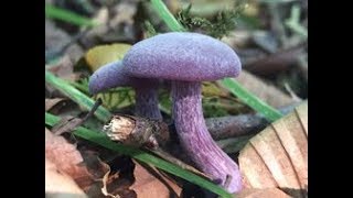 Amethyst Deceivers Laccaria amethystina Deceivers Laccaria Laccata Inocybe geophylla [upl. by Yaya]