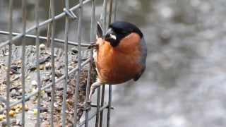 Eurasian Bullfinch Pyrrhula pyrrhula [upl. by Hartzke]