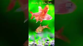 MMA Shorts  Variety Of Tetra Fish  Amber Tetra  Ember Tetra tetra tetrafish aquariumfish fish [upl. by Adnohr]