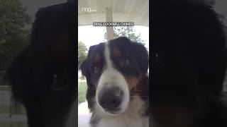 Buddy the dog rings the doorbell and patiently waits to be let inside [upl. by Joshuah]