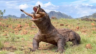 😱Omg The best way a Komodo dragon swallows a goat of all time [upl. by Nessnaj121]