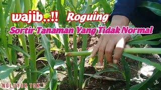 Lakukan RougingAgar Tanaman Jagung Tumbuh Subur dan Maximal [upl. by Gladis]