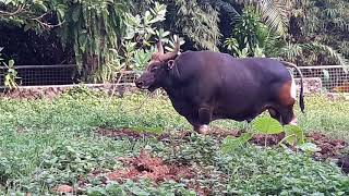 Banteng JawaBos javanicus [upl. by Ernst]