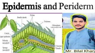 PERIDERM AND EPIDERMIS [upl. by Darrel]