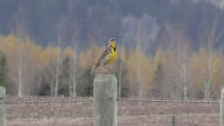 Western Meadowlark  Singing the Meadowlark Song [upl. by Primalia]