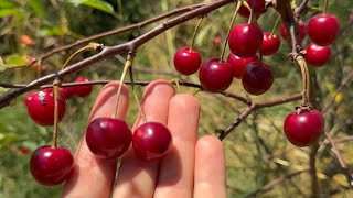 English Morello Sour Cherry [upl. by Dweck680]