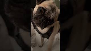 Fart prank my dog [upl. by Sivart757]