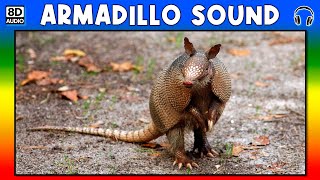 🐾 ARMADILLO SOUND  ARMADILLO SOUND EFFECT  SOUND OF ARMADILLO  NOISE OF ARMADILLO [upl. by Follmer]