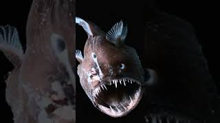 The Anglerfish Deep Seas Scariest Predator [upl. by Valera]