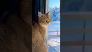 Winter wonderland ❄️ catvideos cute cutecat catlover [upl. by Coke]