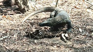 latest  Komodo dragons are eating deer carcasses 🫣😱 [upl. by Yenreit]