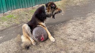 A dog with a huge tumor drags itself down the road crying and begging for help [upl. by Downe789]