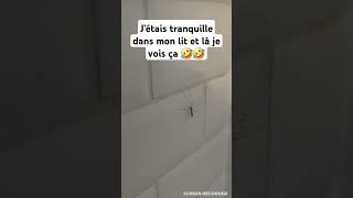 Jétais tranquille dans mon lit et là je vois ça 🤣🤣 music humour drole moustique danse 🤣🤣 [upl. by Esirahs]