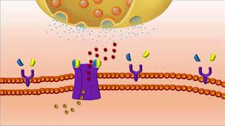 Receptor Nicotinico de ACh [upl. by Figueroa122]