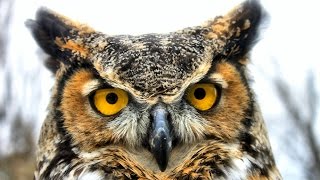 GREAT HORNED OWL up close and personal [upl. by Nitram]