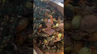 More green crabs trapped fishing bait seafood tautog blackfishing [upl. by Derwin]