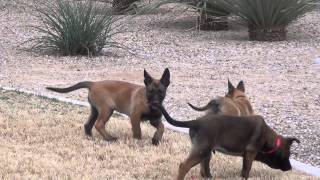 AZworkingdogscom  Belgian Malinois  puppies  for sale  Kayas Litter [upl. by Severen]